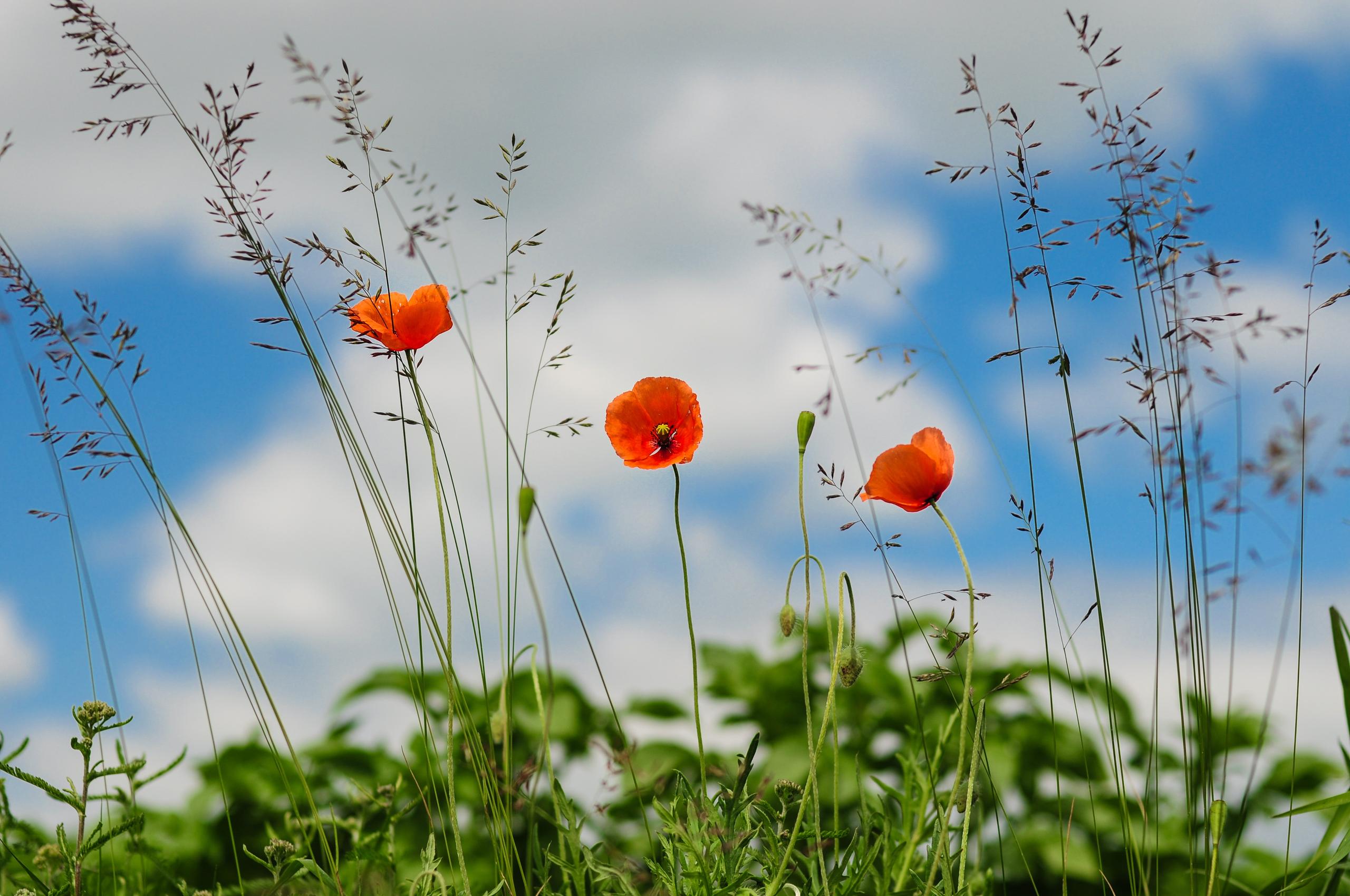https://www.pexels.com/photo/meadow-flower-poppy-wild-poppies-3795/